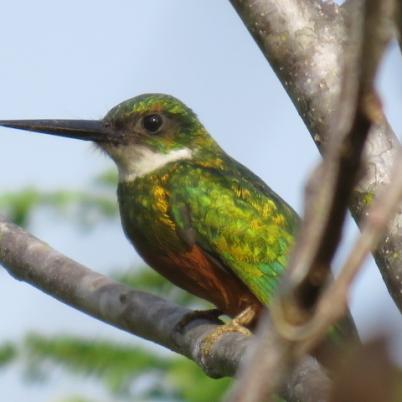 image of rufous-tailedd-jacamar-burguillo-galbula-ruficauda