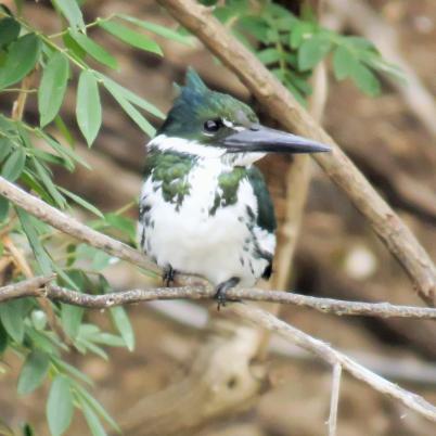 image of green-kingfisher-martin-pescador-chico-chloroceryle-americana