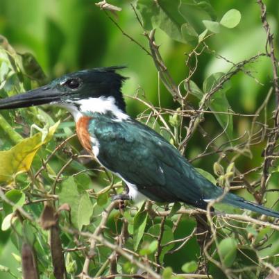 image of green-kingfisher-martin-pescador-chico-chloroceryle-americana