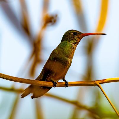 image of rufous-breasted-hermit-hermitanyo-hirsuto-glaucis-hirsutus