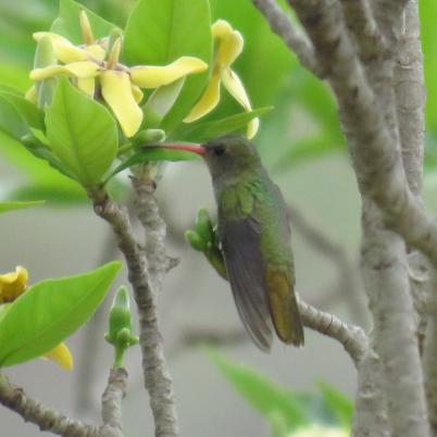 image of rufous-breasted-hermit-hermitanyo-hirsuto-glaucis-hirsutus