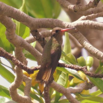image of rufous-breasted-hermit-hermitanyo-hirsuto-glaucis-hirsutus