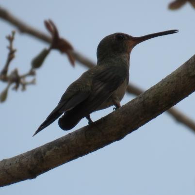 image of rufous-breasted-hermit-hermitanyo-hirsuto-glaucis-hirsutus