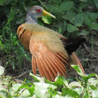 image of gray-necked-wood-rail