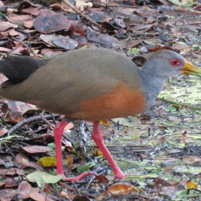 image of gray-necked-wood-rail