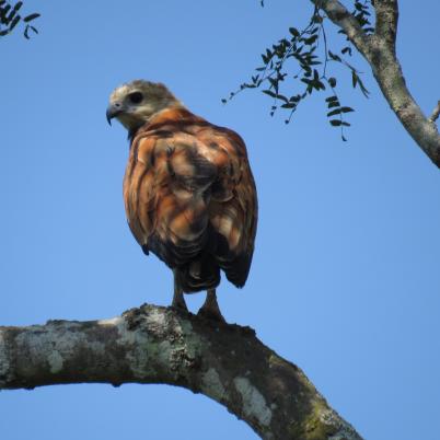 image of black-collared-hawk