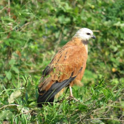 image of black-collared-hawk