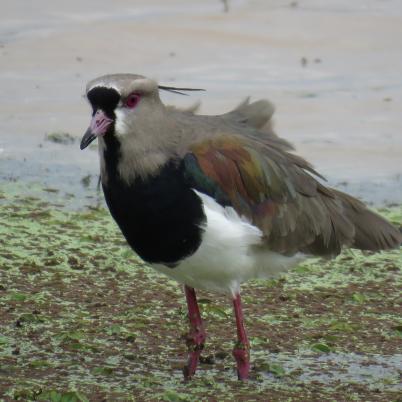 image of southern-lapwing-legue-vanellus-chilensis