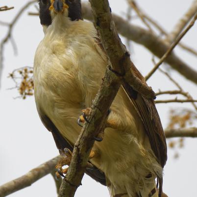 image of laughing-falcon-macono-herpetotheres-cachinnans