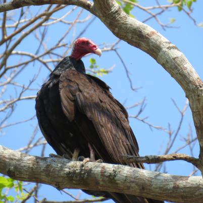 image of turkey-vulture-peroqui-cabeza-roja-cathartes-aura