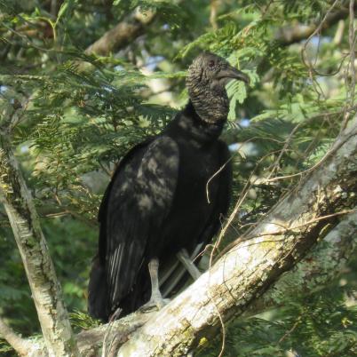 image of black-vulture-sucha-coragyps-atratus