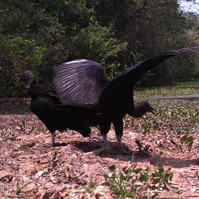 image of black-vulture-sucha-coragyps-atratus