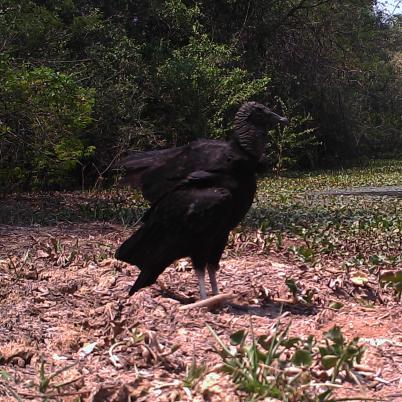 image of black-vulture-sucha-coragyps-atratus