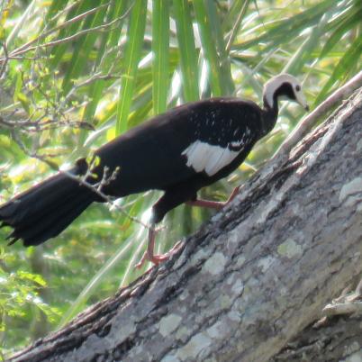 image of blue-throated-piping-guan-pava-campanilla-pipile-cumanensis
