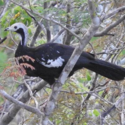 image of blue-throated-piping-guan-pava-campanilla-pipile-cumanensis
