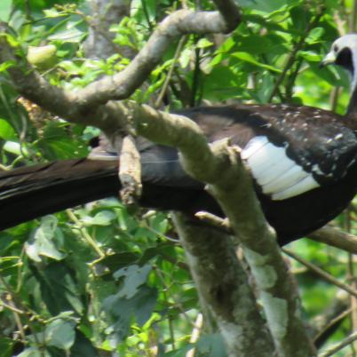 image of blue-throated-piping-guan-pava-campanilla-pipile-cumanensis