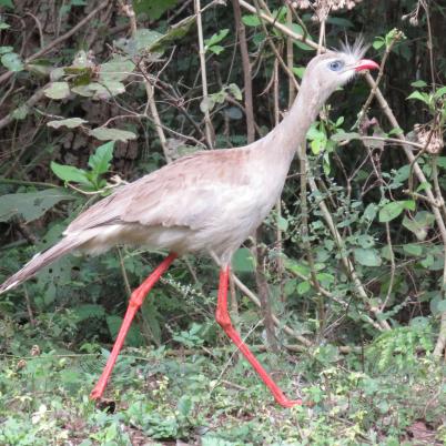 image of red-legged-seriema-socori-cariama-cristata
