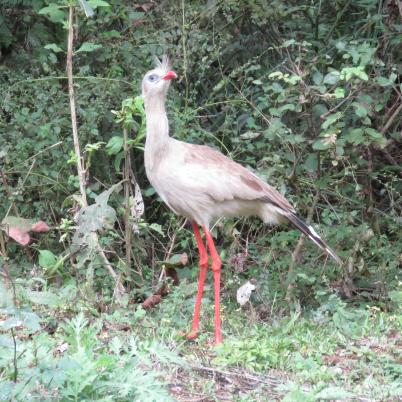 image of red-legged-seriema-socori-cariama-cristata