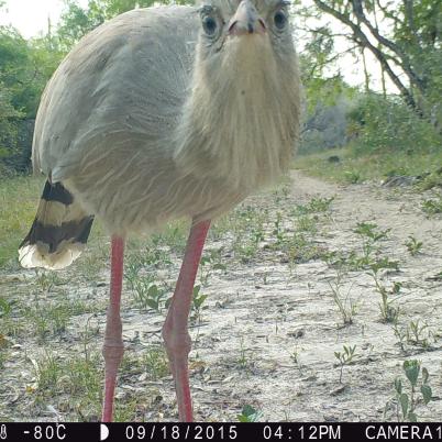 image of red-legged-seriema-socori-cariama-cristata