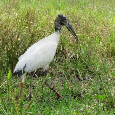 image of wood-stork-cabeza-seca-mycteria-americana