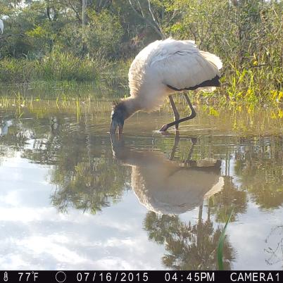 image of wood-stork-cabeza-seca-mycteria-americana