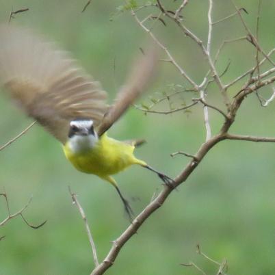 image of lesser-kiskadee-frio-mediano-pitangus-lictor