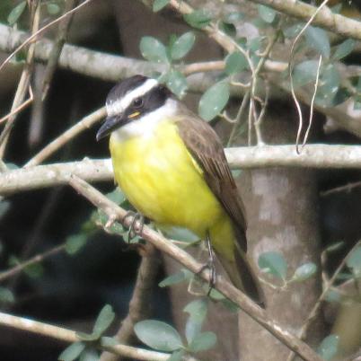 image of lesser-kiskadee-frio-mediano-pitangus-lictor