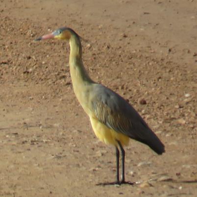 image of whistling-heron-garza-silbadora-syrigma-sibilatrix