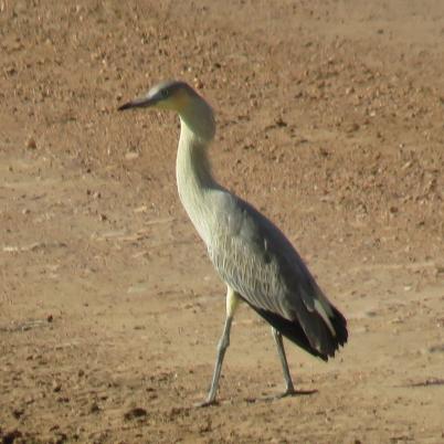 image of whistling-heron-garza-silbadora-syrigma-sibilatrix