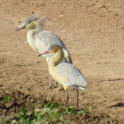 image of whistling-heron-garza-silbadora-syrigma-sibilatrix