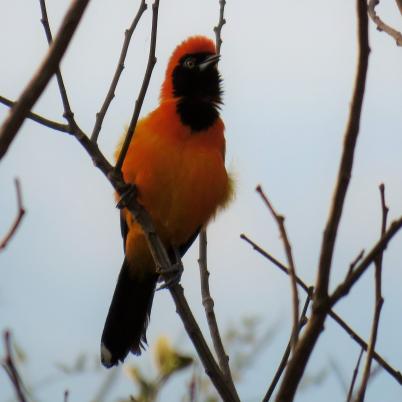 image of troupial-matico-icterus-icterus