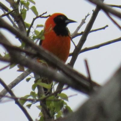 image of troupial-matico-icterus-icterus