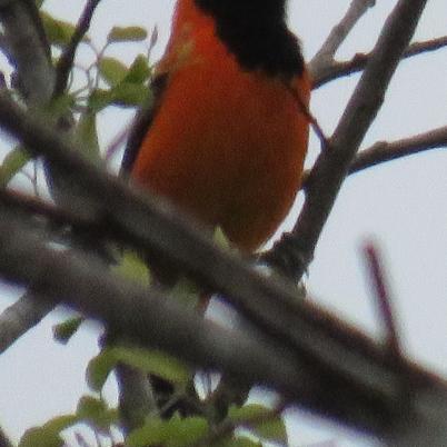 image of troupial-matico-icterus-icterus