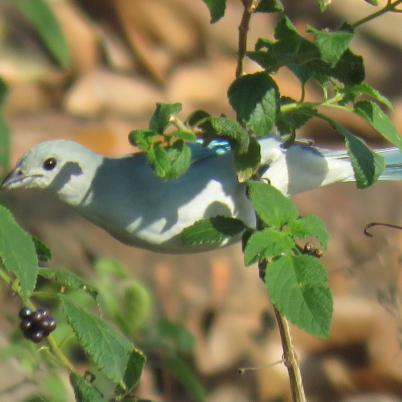 image of sayaca-tanager-sayubu-thraupis-sayaca
