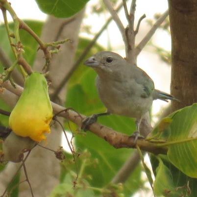 image of sayaca-tanager-sayubu-thraupis-sayaca