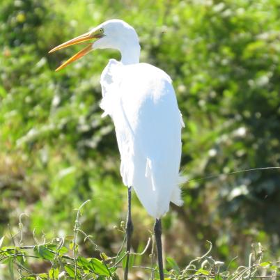 image of greater-egret-garza-blanca-grande-ardea-alba