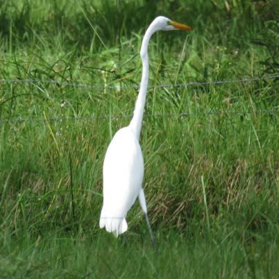 image of greater-egret-garza-blanca-grande-ardea-alba