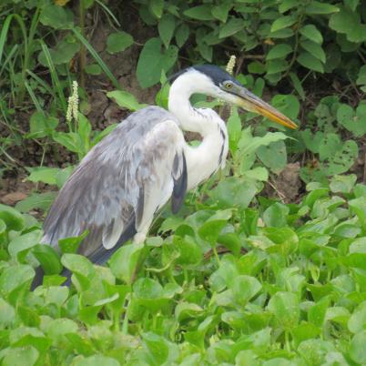 image of cocoi-heron-garza-mora-ardea-cocoi