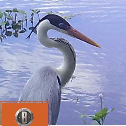 image of cocoi-heron-garza-mora-ardea-cocoi