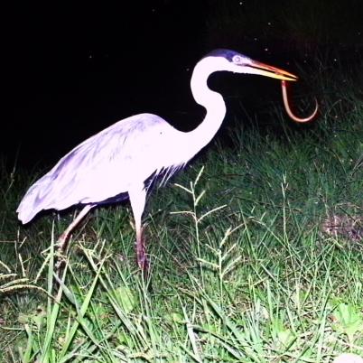 image of cocoi-heron-garza-mora-ardea-cocoi