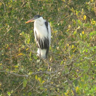 image of cocoi-heron-garza-mora-ardea-cocoi