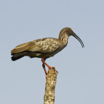 image of plumbeous-ibis-bandurria-gris-theristicus-caerulescens