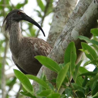 image of plumbeous-ibis-bandurria-gris-theristicus-caerulescens