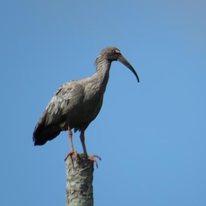image of plumbeous-ibis-bandurria-gris-theristicus-caerulescens