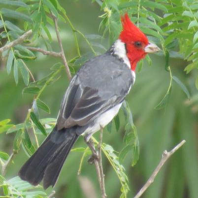 image of red-crested-cardinal-cardenal-comun-paroaria-coronata