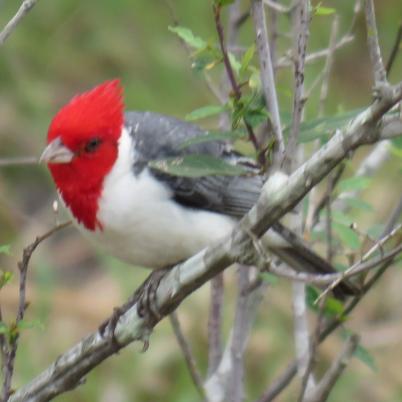 image of red-crested-cardinal-cardenal-comun-paroaria-coronata