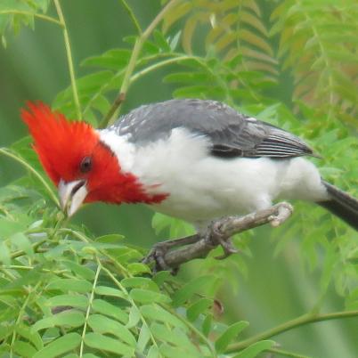 image of red-crested-cardinal-cardenal-comun-paroaria-coronata