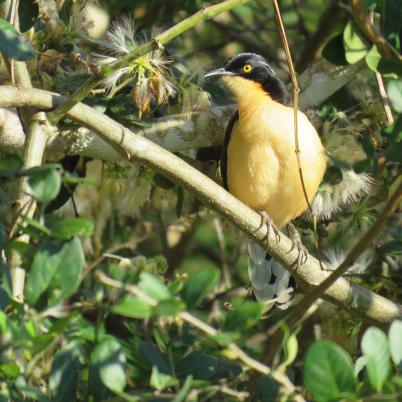 image of black-capped-donacobius-calandria-de-agua-donacobius-atricapilla