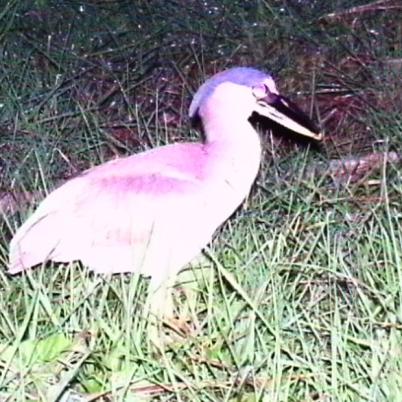 image of boat-billed-heron-garza-cucharona-cochlearius-cochllearius