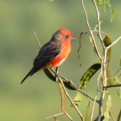 image of vermilion-flycatcher-hijo-del-sol-pyrocephalus-rubinus